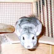 Photo de Chinchilla