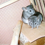 Photo de Chinchilla