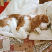 Photo de Cavalier king charles spaniel