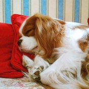 Photo de Cavalier king charles spaniel