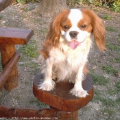 Photo de Cavalier king charles spaniel