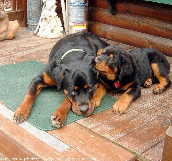 Photo de Rottweiler