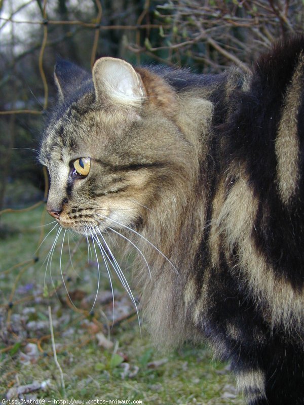 Photo de Chat domestique