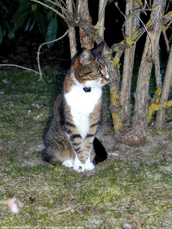 Photo de Chat domestique