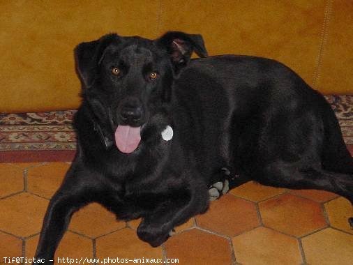 Photo de Labrador retriever