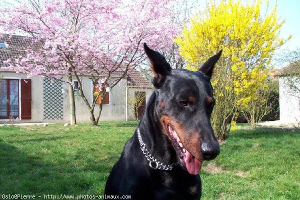 Photo de Dobermann