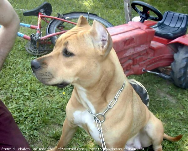 Photo d'American staffordshire terrier