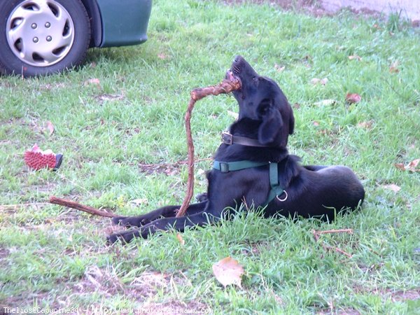 Photo de Labrador retriever