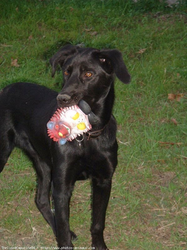 Photo de Labrador retriever