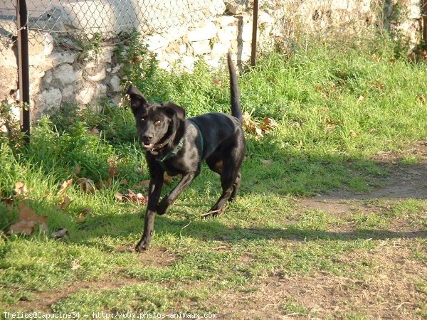 Photo de Labrador retriever