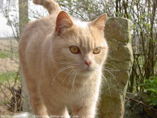 Photo de British shorthair