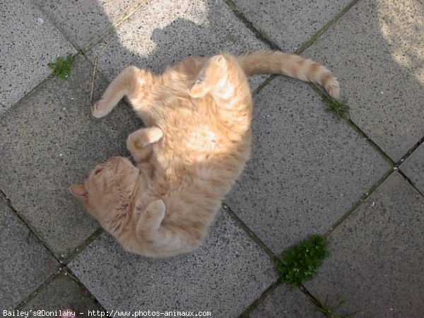 Photo de British shorthair