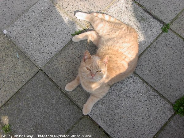 Photo de British shorthair