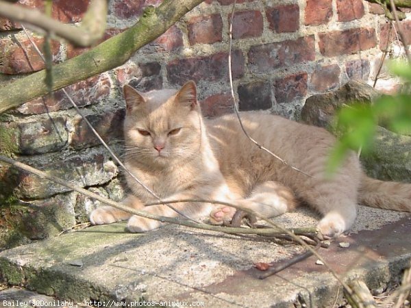 Photo de British shorthair