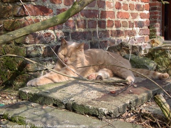 Photo de British shorthair