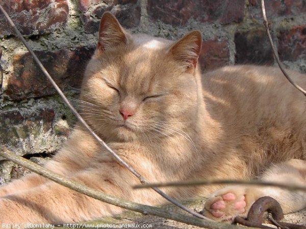 Photo de British shorthair