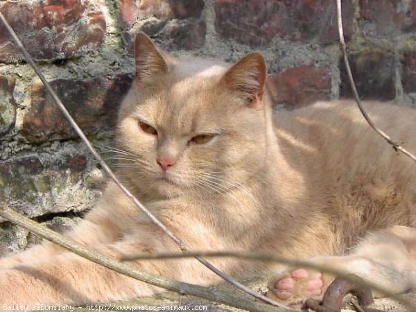 Photo de British shorthair