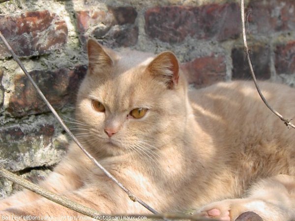 Photo de British shorthair