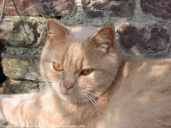 Photo de British shorthair