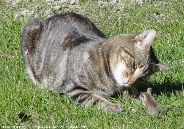 Photo de Chat domestique