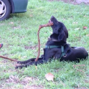 Photo de Labrador retriever