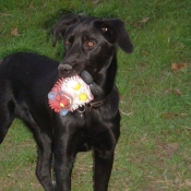 Photo de Labrador retriever