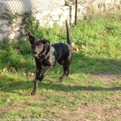 Photo de Labrador retriever