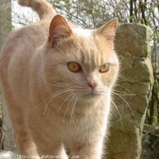 Photo de British shorthair