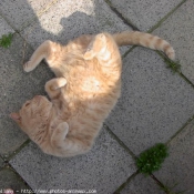 Photo de British shorthair