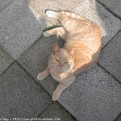 Photo de British shorthair