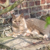 Photo de British shorthair