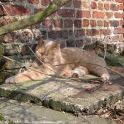 Photo de British shorthair