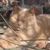 Photo de British shorthair