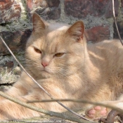 Photo de British shorthair