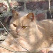 Photo de British shorthair