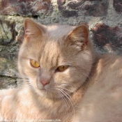 Photo de British shorthair