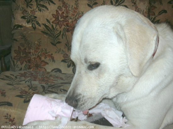 Photo de Labrador retriever