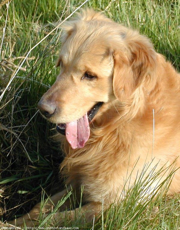 Photo de Golden retriever