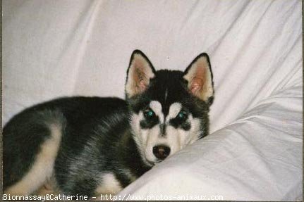 Photo de Husky siberien