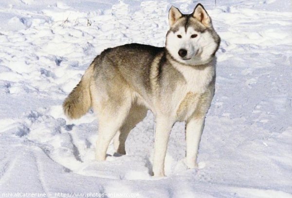 Photo de Husky siberien