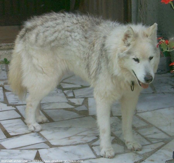 Photo de Husky siberien