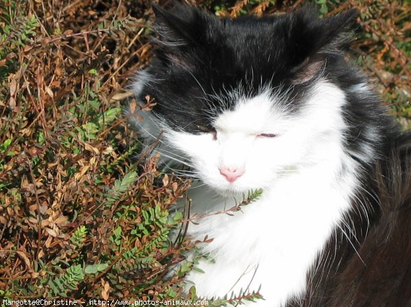 Photo de Chat domestique