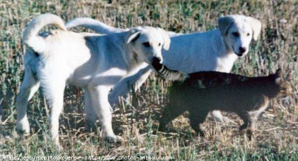 Photo de Labrador retriever