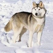 Photo de Husky siberien