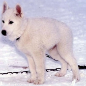 Photo de Husky siberien