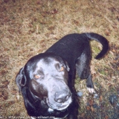 Photo de Labrador retriever