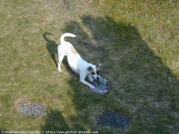 Photo de Jack russell terrier