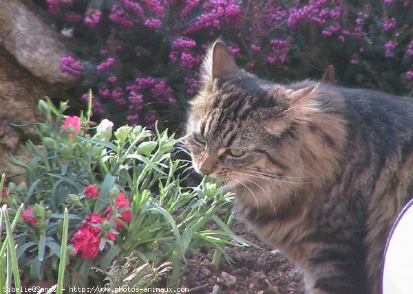 Photo de Chat domestique