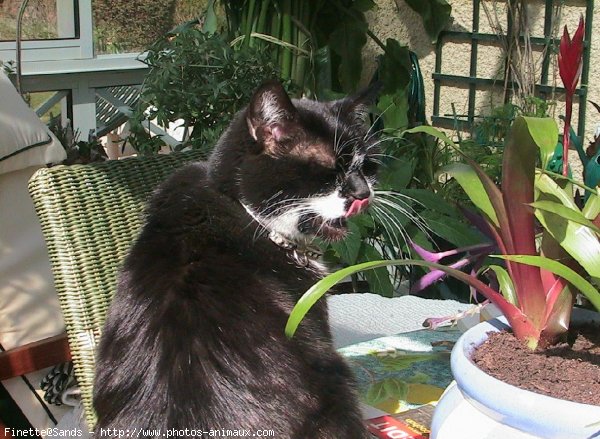 Photo de Chat domestique