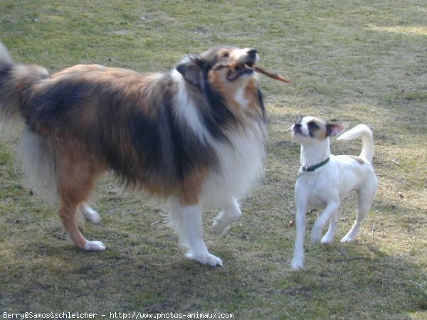 Photo de Colley  poil long